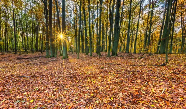 Прекрасный европейский лес осенью — стоковое фото