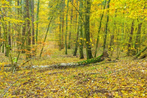 Bella foresta europea in autunno — Foto Stock