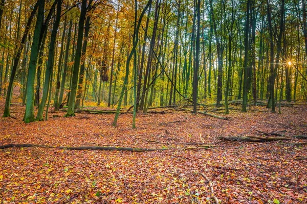 秋に美しいヨーロッパの森林 — ストック写真