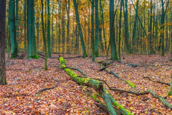 Europese herfst boslandschap — Stockfoto