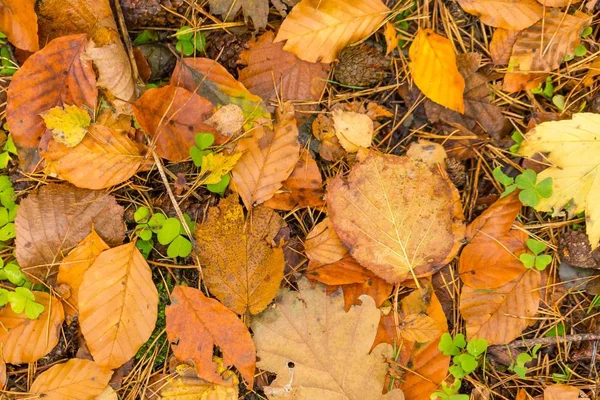 Hintergrund aus orangefarbenen und gelben Herbstblättern, die auf dem Boden liegen — Stockfoto