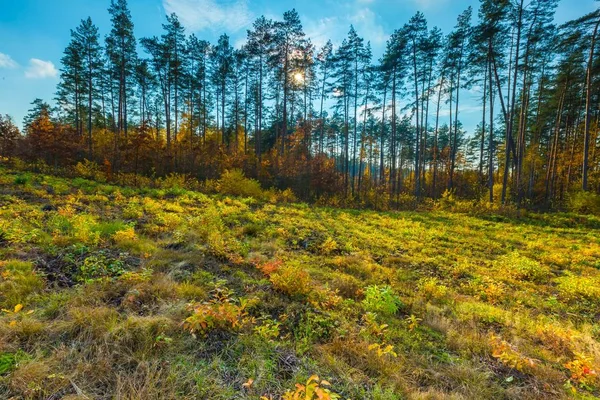 Europese herfst boslandschap — Stockfoto