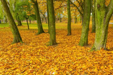 Renkli sonbahar park küçük şehirde, Polonya