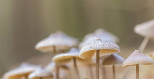 Макро из мелких несъедобных грибов, растущих в осеннем лесу — стоковое фото