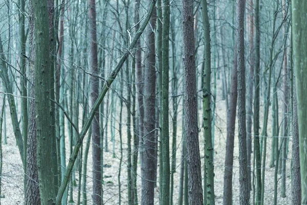 Gros plan des troncs d'arbres dans la forêt d'automne — Photo