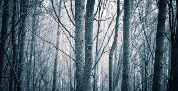 Close up de troncos de árvores assustadoras na floresta de outono — Fotografia de Stock