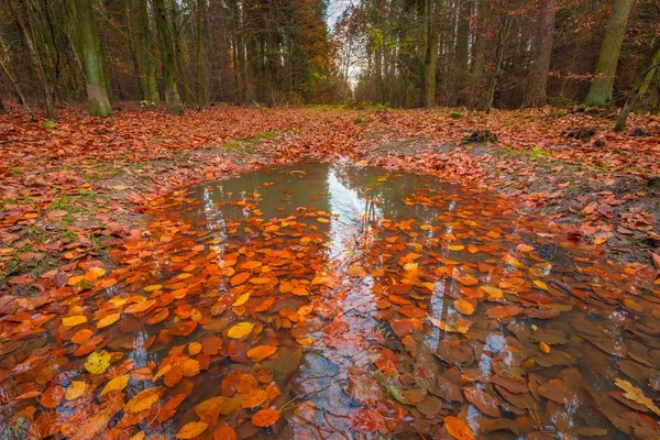 Дикий осенний лес с яркими красками — стоковое фото