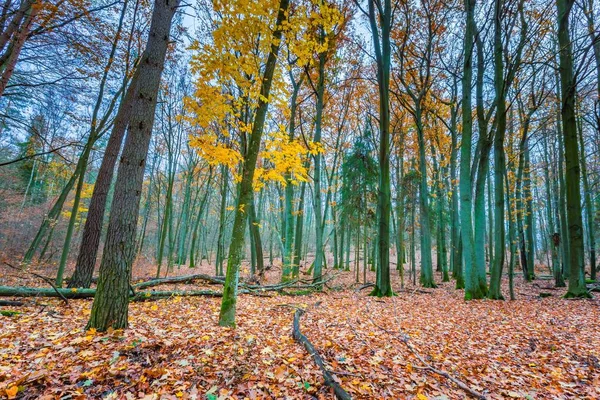 Bella foresta selvaggia caduta con colori vivaci — Foto Stock