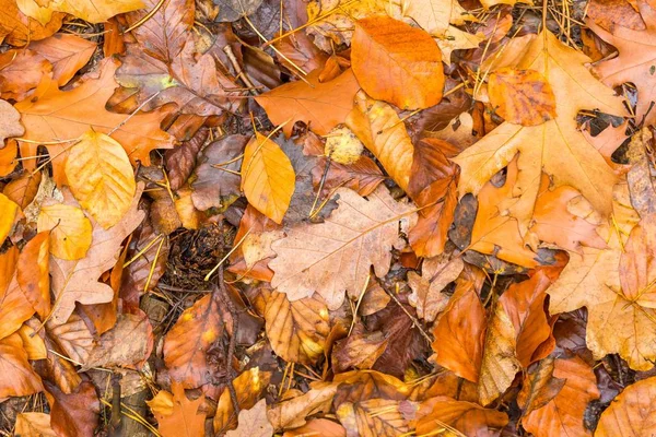 Bakgrund av orange och gult höstlig lämnar liggande på marken — Stockfoto