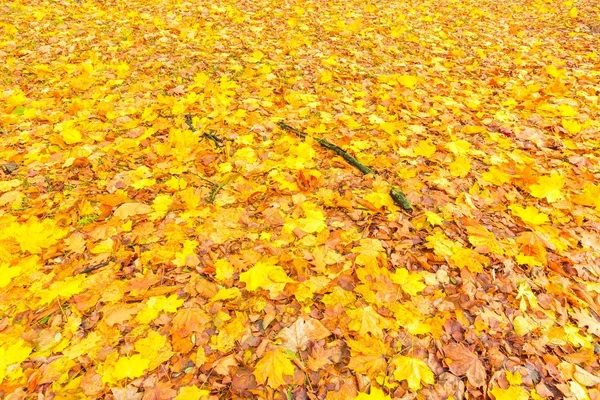 Złote liście jesienne leżącego na ziemi w parku miejskim — Zdjęcie stockowe