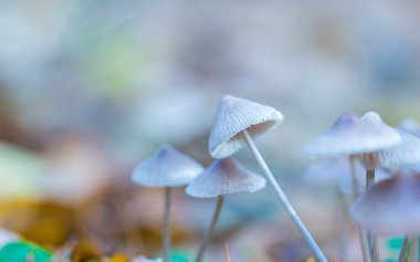 Macro of small uneatable mushrooms growing in autumn forest clipart