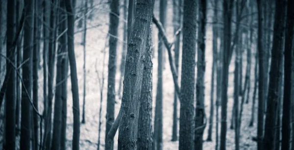 Primer plano de troncos de árboles espeluznantes en bosque otoñal — Foto de Stock