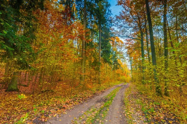 Europäische herbstliche Waldlandschaft — Stockfoto