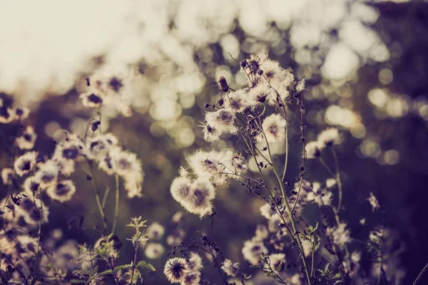 Flores secas de cardo — Foto de Stock