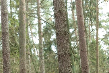 Sonbahar ormandaki ağaçların gövdeleri, yakın çekim