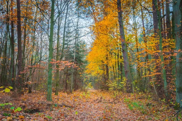 Schöner wilder Herbstwald mit leuchtenden Farben — Stockfoto
