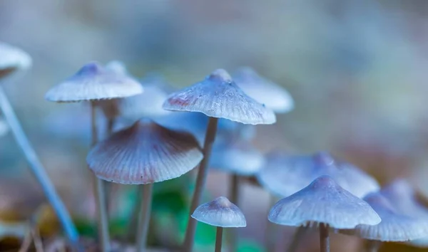 Макро из мелких несъедобных грибов, растущих в осеннем лесу — стоковое фото