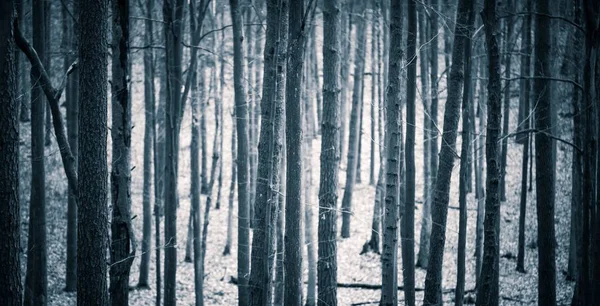 Close up de troncos de árvores assustadoras na floresta de outono — Fotografia de Stock