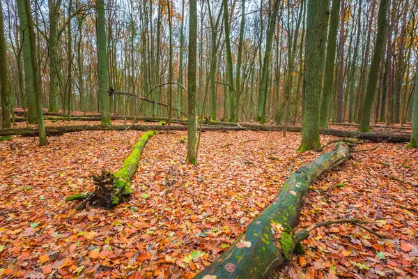 Krásné divoké podzim les s zářivými barvami — Stock fotografie