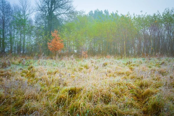 Mroźny poranek krajobraz — Zdjęcie stockowe