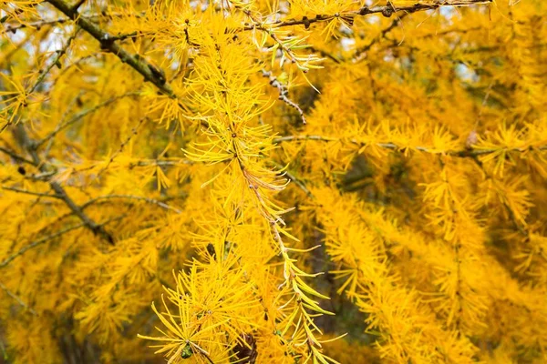 Ramo de larício amarelo no outono — Fotografia de Stock