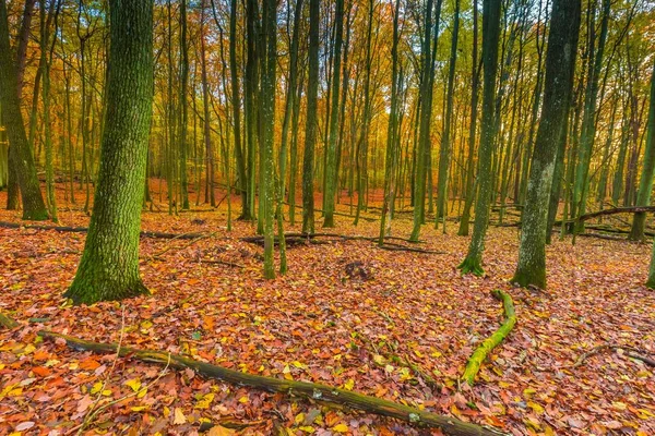 ヨーロッパの秋の森林風景 — ストック写真