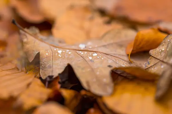 Wassertropfen liegen auf herbstlich abgefallenem Blatt — Stockfoto