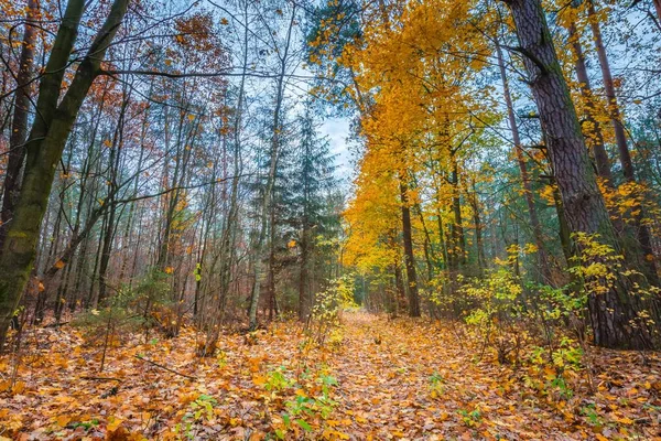 Piękny upadek dziki Las w żywych kolorach — Zdjęcie stockowe