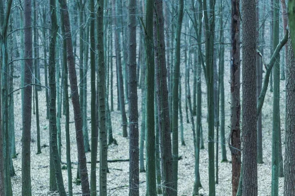 Gros plan des troncs d'arbres dans la forêt d'automne — Photo