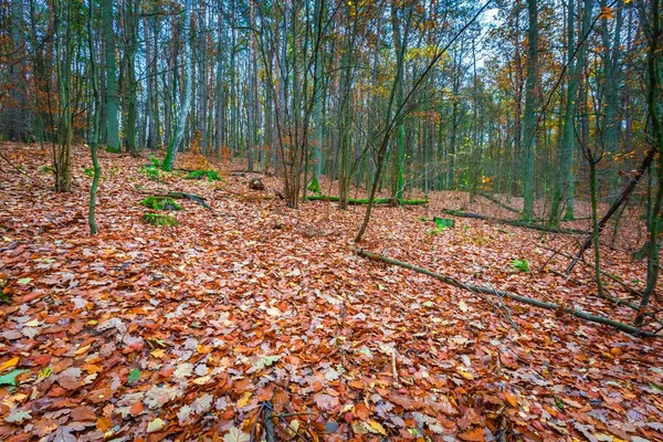 Hermoso bosque de otoño salvaje con colores vibrantes —  Fotos de Stock