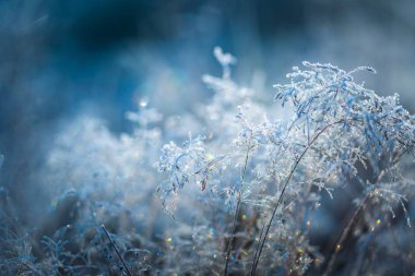 Çim buzlu soğuk kış gününde