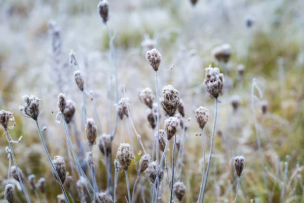 Hoarfrost su impianto — Foto Stock