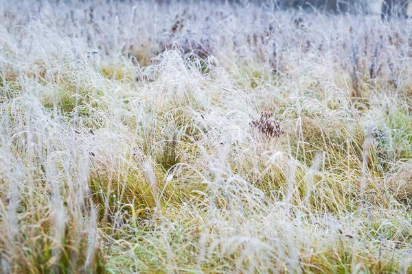 Hoarfrost em planta — Fotografia de Stock