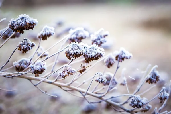 Rime em fábricas no dia de inverno frio — Fotografia de Stock