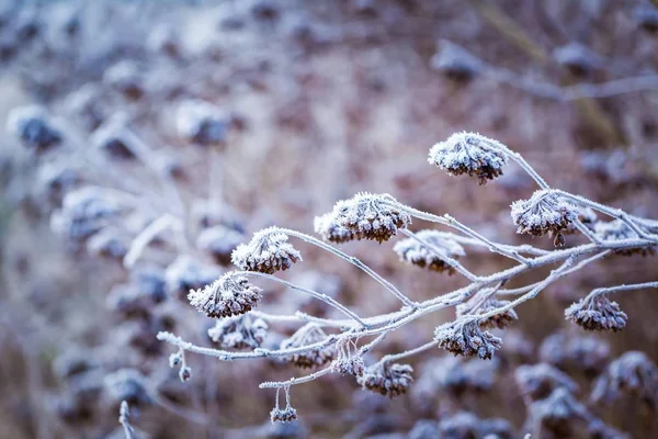 Växter med vit rimfrost — Stockfoto