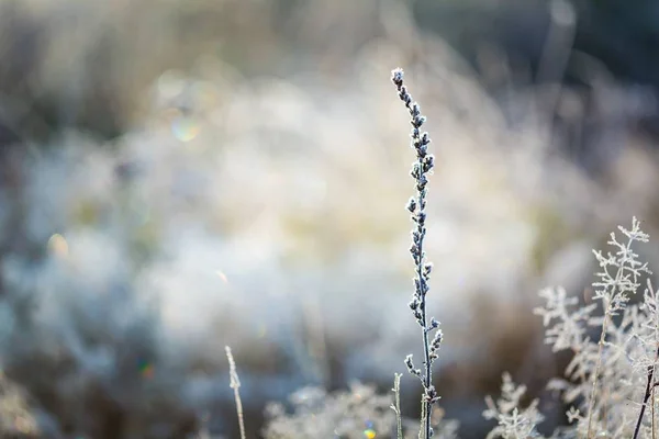 추운 겨울 날에 잔디를 호랑이 — 스톡 사진