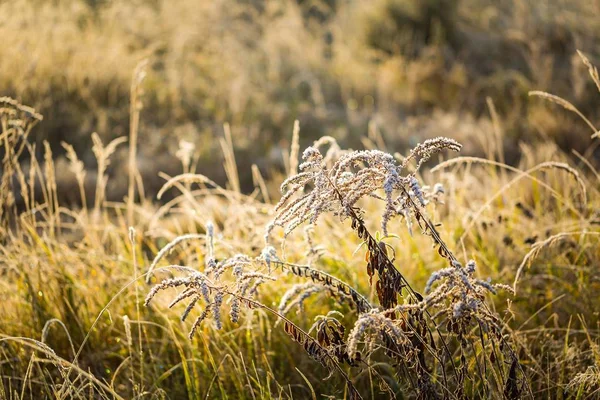 Erba glassata nella fredda giornata invernale — Foto Stock