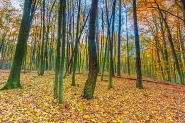 Avrupa sonbahar orman manzara