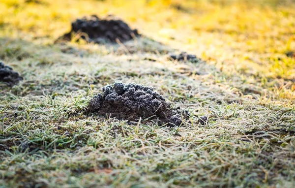 寒い日に撮影した庭のモグラ塚 — ストック写真
