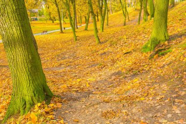 Renkli sonbahar park küçük şehirde, Polonya