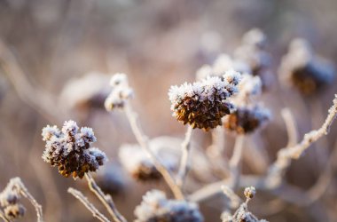 Bitki üzerinde soğuk kış günü kırağı