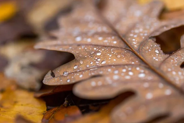 가 타락 한 잎에 물방울 — 스톡 사진