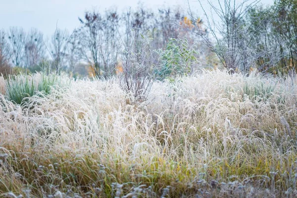Hermosa mañana helada en el campo —  Fotos de Stock