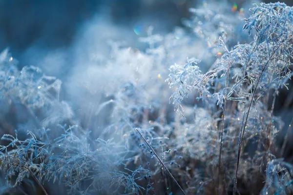 Herbe givrée au froid jour d'hiver — Photo