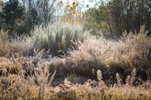 Gefrorenes Gras an kalten Wintertagen — Stockfoto