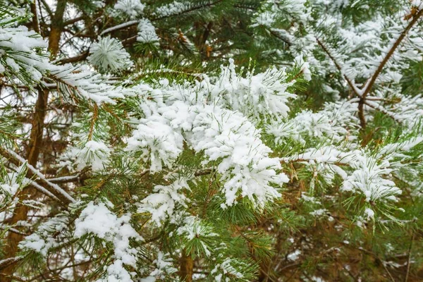 Ветви сосны покрыты снегом — стоковое фото
