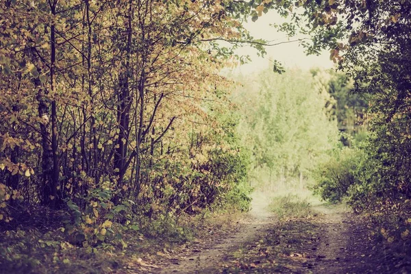 Photo vintage de route sablonneuse dans la forêt d'automne — Photo