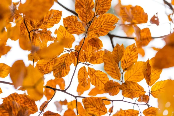 Beautiful orange hornbeam leaves hanging on branches — Stock Photo, Image