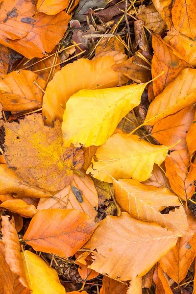 Hintergrund aus orangefarbenen und gelben Herbstblättern, die auf dem Boden liegen — Stockfoto