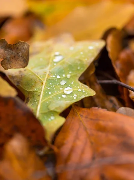 Vattendroppar som liggande på höstlig fallna löv — Stockfoto